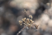 Sony-Bokeh-2
