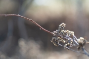 Sony-Bokeh-3