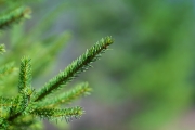 Sony-Bokeh-4