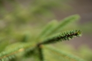 Sony-Bokeh-5