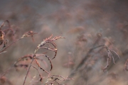 Sony-Bokeh-6