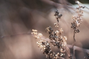 Sony-Bokeh