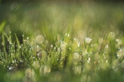 Dew-Fuji-and-Kamlan-2