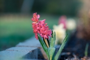 Dew-Fuji-and-Kamlan-3