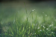 Dew-Fuji-and-Kamlan