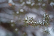 Fuji-Samples-6