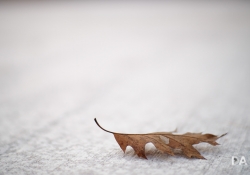Bokeh-10 Bokeh-10