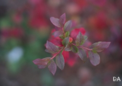 Bokeh-13 Bokeh-13