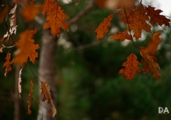 Bokeh-9 Bokeh-9