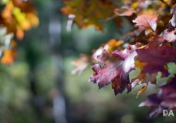 Bokeh Bokeh
