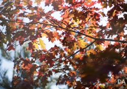 First KamLan shots-11