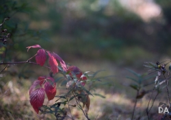 First KamLan shots-24