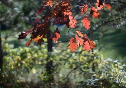 First KamLan shots-8