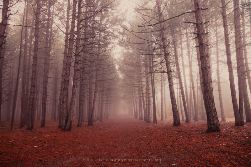 004-Enchanted-Forest1.jpg