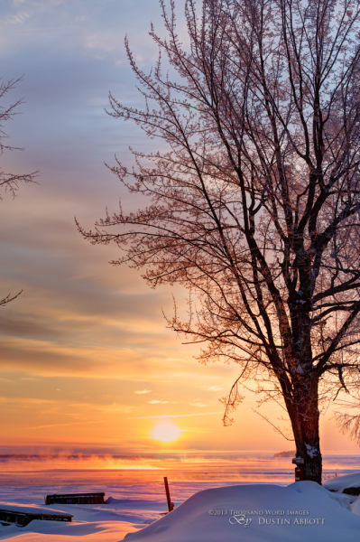 Winter's Splendor #2 - The Tree