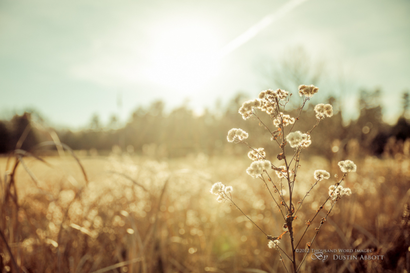 Autumn Gold