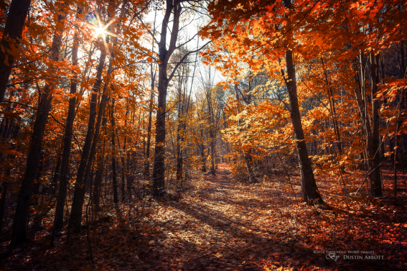 Forest Ablaze
