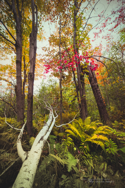 Autumn Tangle