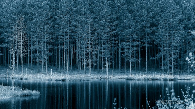 The Silence of the Pines