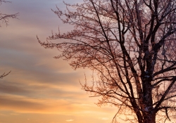 Winter's Splendor #2 - The Tree