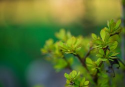36-Bokeh-2