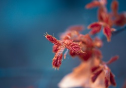 36-Bokeh-3