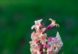 36-Bokeh-4