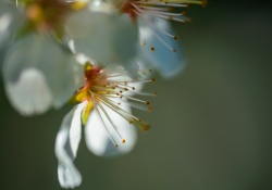 36-Bokeh-5