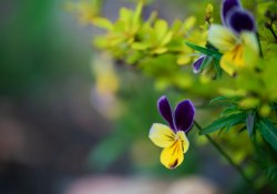 36-Bokeh
