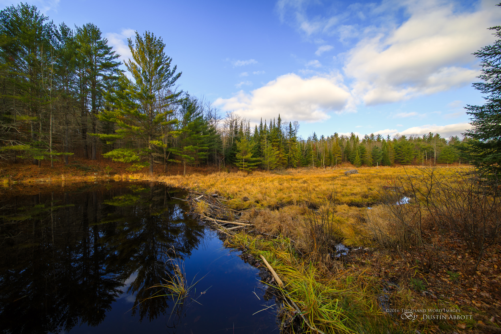 The Beaver Dam