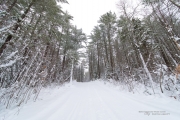 Laowa in Winter-13