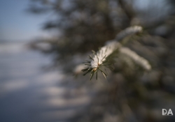 Close Focus-2