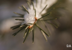 Close Focus-3