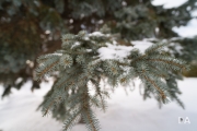 Close focus-2