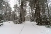 Snowy Walk-3