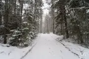 Snowy Walk-9
