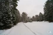 Snowy Walk