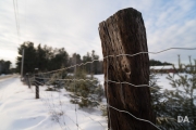 Winter Walk-2