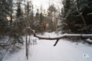 Winter Walk-5