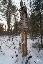 Winter Walk-6
