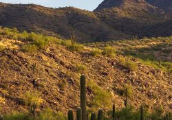 29-Landscapes-2 29-Landscapes-2