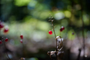 52-Gallery-4
