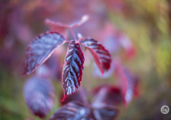 33-Bokeh-3