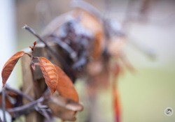 Laowa-RF100-Samples-11