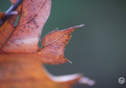 Laowa-RF100-Samples-12