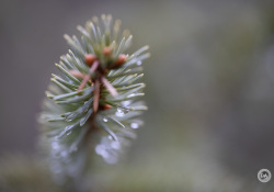 Laowa-RF100-Samples-13