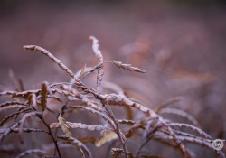 Laowa-RF100-Samples-14