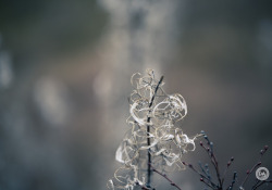 Laowa-RF100-Samples-18