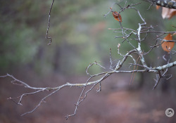 Laowa-RF100-Samples-23