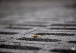 Laowa-RF100-Samples-29